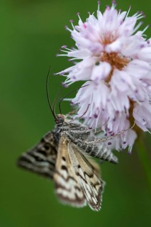 Callistege mi, Euclidia mi, owl butterfly, mother Shipton moth, noctuidae, checktageule, butterfly,