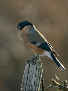 Bullfinch, Bullfinch, Pyrrhula Pyrrhula, Birds, Bullfinch, Female, Garden Fence, Garden Fence, High
