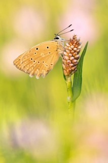 Das Weibchen vom Zahnflügel-Bläuling (Polyommatus daphnis) die Ausbuchtungen am Hinterflügel sind