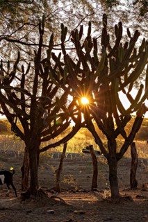Sunlight breaks through cacti at sunset, atmospheric atmosphere, the thornshrub savanna in the