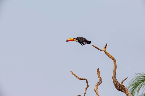 Giant toucan (Ramphastos toco) Pantanal Brazil