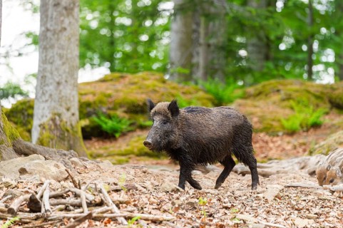 Wild boar (Sus scrofa) walking in a forest, Bavaria, Germany