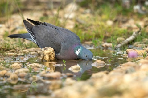Columba Palumbus, Woodpigeon, Bath, Bathe, Bird Bath, Birds, Columbidae, Doves, Doves, Potions,