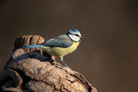 Blue tit, parus caeruleus, birds, tits, passeri, songbirds, songbirds, tits, birds