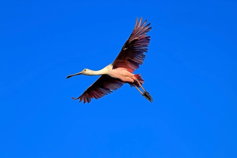 Roseate spoonbill (Platalea ajaja), adult, flying, St. Augustine, Florida, North America, USA