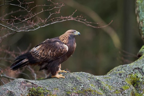 Golden eagle on a tree (Aquila chrysaetos) Bavaria, Germany
