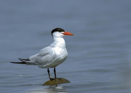 Caspian tern, hydroprogne caspia, predatory tern, sterna caspia, adult, birds, charadriiformes,