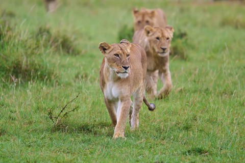 Three lions running through the green grass of the wilderness, lion (Panthera leo), Masai Mara