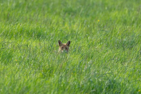 Red fox (Vulpes vulpes), sitting hidden in the tall grass in the Vulkaneifel, Rhineland-Palatinate,