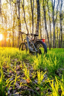 An e-bike is standing on a wooded path, illuminated by low sun, surrounded by grasses, e-bike,