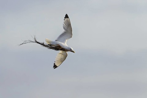 Black-legged Kittiwake (Rissa tridactyla) flying, Schleswig-Holstein, Germany