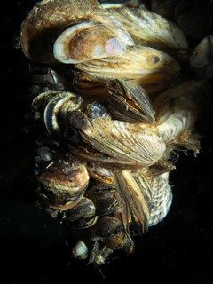 Close-up of quagga mussels (Dreissena rostriformis bugensis), an invasive species, interlocked in