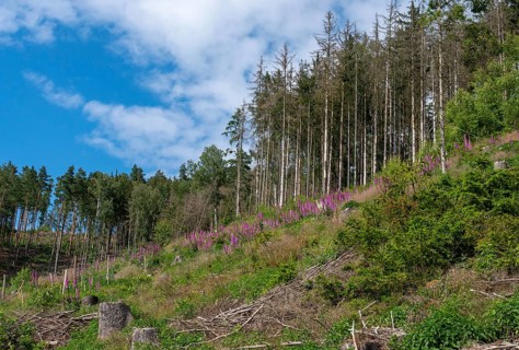 Brownwort, digitalis purpurea, Germany, greiz, red foxglove, scrophulariaceae, bark beetle damage,
