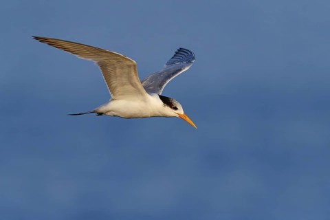 Rüppell's Tern, (Thalasseus bengalensis), (Sterne bengalensis), animals, birds, subfamily of terns,