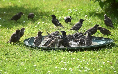 Birds gather in a pond in a green meadow, playing and cooling off in summer, starlings (Sturnus