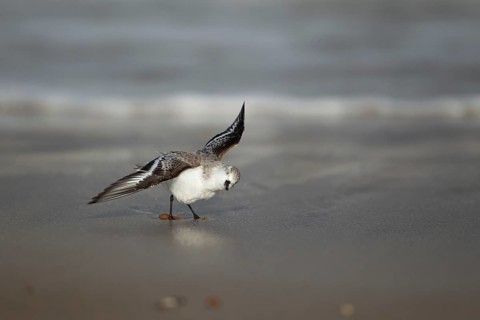 Sanderling (Calidris alba) adult wader bird in winter plumage strtching its wings on a beach,