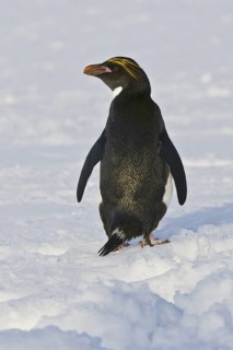 Macaroni Penguin (Eudyptes chrysolophus), Antarctica