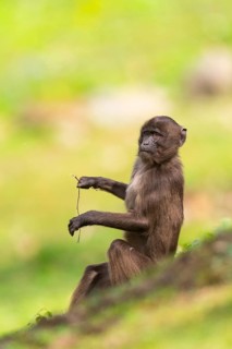 Gelada (Theropithecus gelada) youngster sitting on a meadow, captive, distribution africa