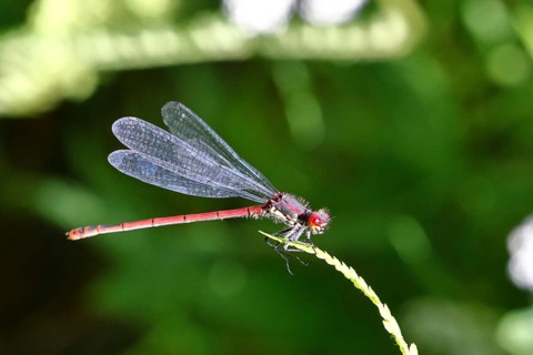 A blue-tailed damselfly (Pyrrhosoma nymphula) perched on a fern, Wilnsdorf, North Rhine-Westphalia,