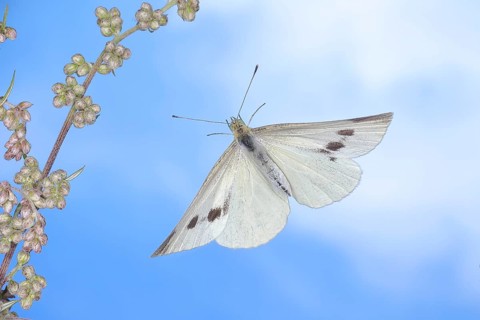 Cabbage butterfly (Pieris brassicae), in flight, high-speed nature photograph, insects,