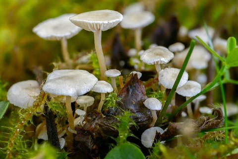 Collybia amanitae, collybia cirrhata, microcollybia cirrhata, croup, silky croup, silky sclerotic