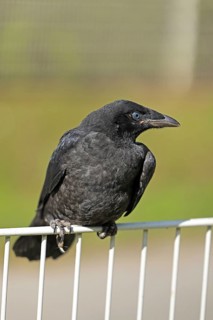 Common Raven (Corvus corone), juvenile, Fröndenberg, North Rhine-Westphalia, Germany
