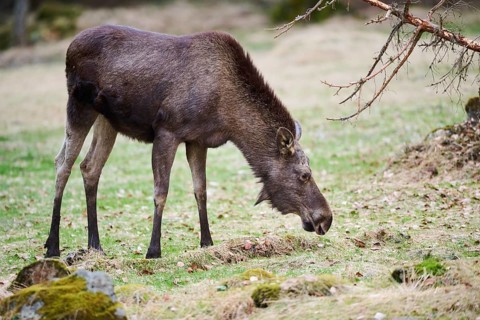 Elk (Alces alces) standing on a meadow on the edge of a forest, Bavaria, Germany