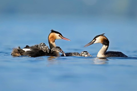 Great Crested Grebe (Podiceps Scalloped ribbonfish) pair feeding their offspring with fish, Lake
