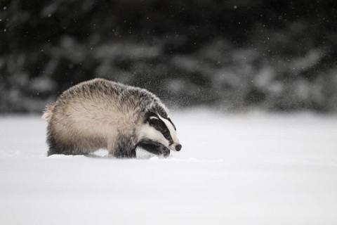 Badger in the snow, Wittlich, Rhineland-Palatinate, Germany