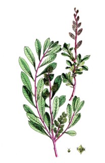 Myrica gale, gale bush, also known as bog gale and tallow bush, digital reproduction of a