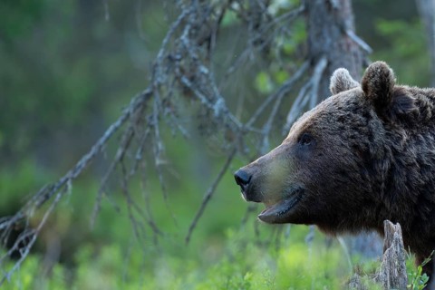European brown bear, Karelia, Finland