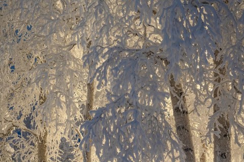 Snowy birch trees, Gällivare, Norrbotten, Lapland, Sweden, December 2023