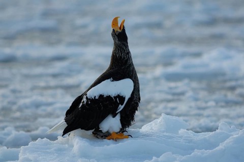 Steller's Sea Eagle (Haliaeetus pelagicus) calling, Hokkaido, Japan