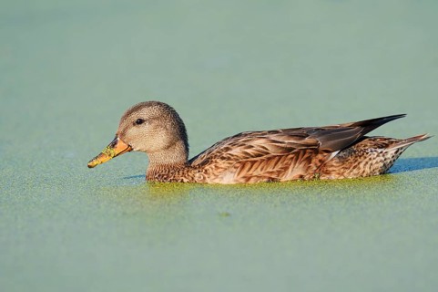 Gadwall (Mareca strepera, Anas strepera), a female swimming on a pond covered with duckweed