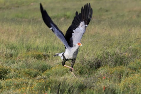 Secretary (Sagittarius serpentarius), adult, hunting, foraging, soaring, Mountain Zebra National