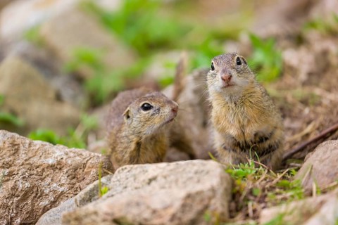 Two European ground squirrel (Spermophilus citellus) or European souslik at play on rocky terrain