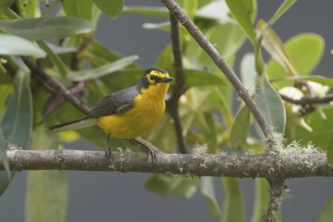 Spectacled Whitestart (Myioborus melanocephalus), Wayqecha Reserve, Peru