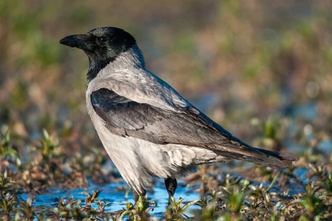 Corvus cornix, hooded crow, misty crow, bath, birds, corvidae family of birds, passeri, corvids,