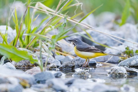 Grey Wagtail - Gebirgsstelze - Motacilla cinerea ssp. cinerea, Kazakhstan, adult male