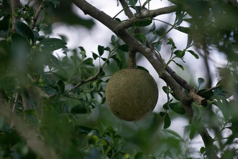 A wood apple (Limonia acidissima) hangs from a tree surrounded by green leaves, Gazipur, Bangladesh