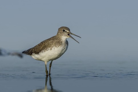 Green Sandpiper (Tringa ochropus), Schleswig-Holstein, Germany