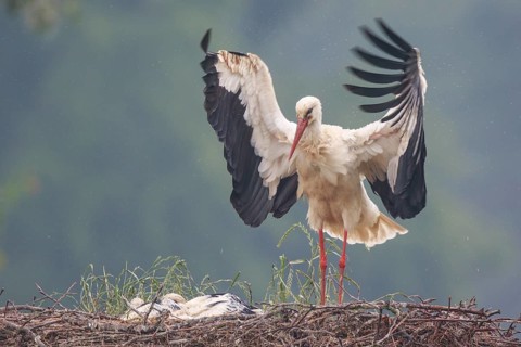 White Stork (Ciconia ciconia) with chicks in nest, North Rhine-Westphalia, Germany