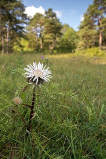 Asteraceae, carlina acaulis, boar root, Germany, daisy, nabu, natural heritage, Thuringia, wind