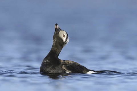 Long-tailed Duck (Clangula hyemalis) male, Alaska, USA