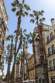 Street scene with many palm trees and colourful old buildings in Malaga, Spain