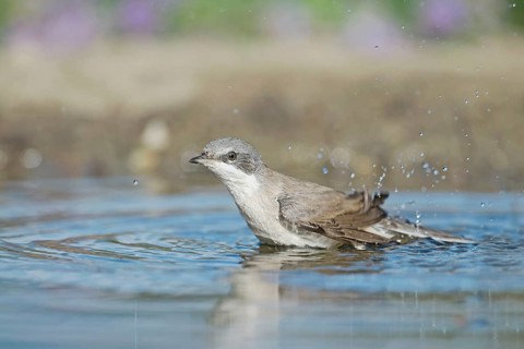 Lesser Whitethroat (Sylvia curruca) at waterhole, Aosta Valley, Italy