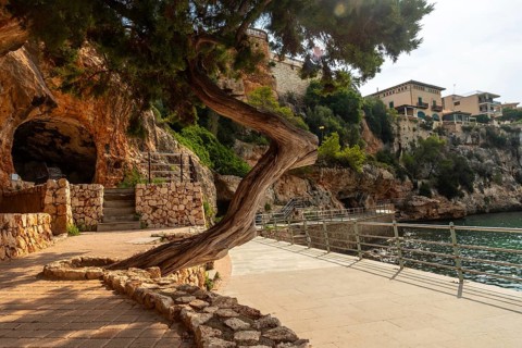 Weathered juniper tree enhancing the seaside promenade in puerto cristo, mallorca, with a historic