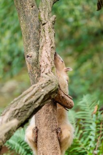 A southern tamandua (Tamandua tetradactyla), climbs down a tree in a forest