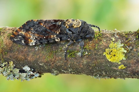 Deaths-head Hawk Moth - Totenkopfschwärmer - Acherontia atropos, Germany, imago