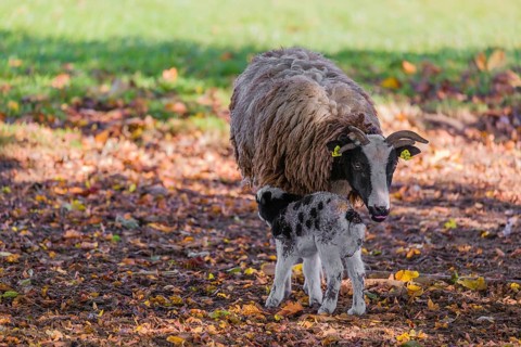 A female Jacob sheep (Ovis ammon F. aries) with a lamb stands in a meadow